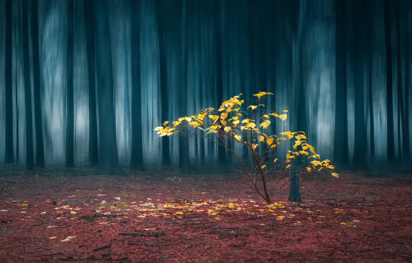 Photo wallpaper forest, trees, tree