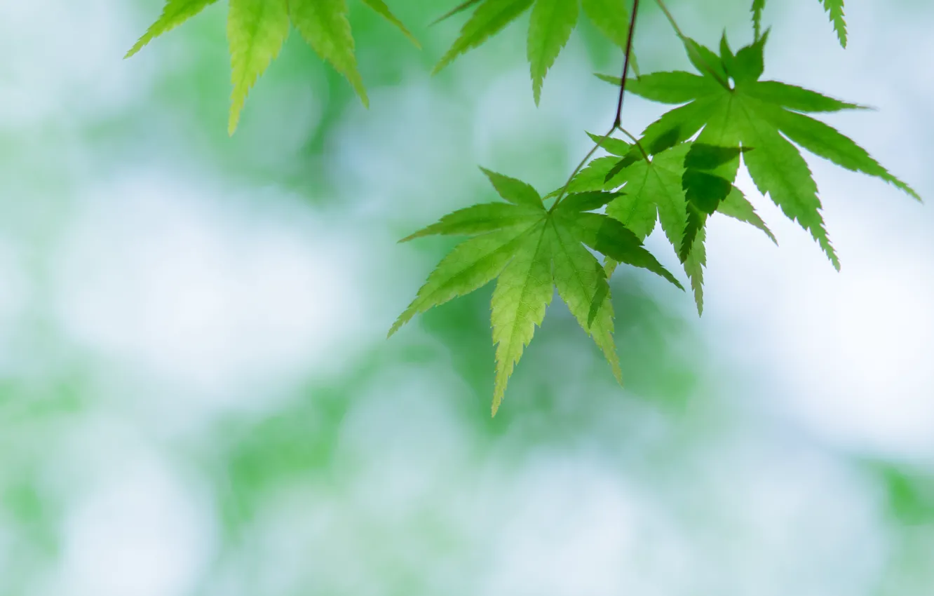 Photo wallpaper leaves, green, maple