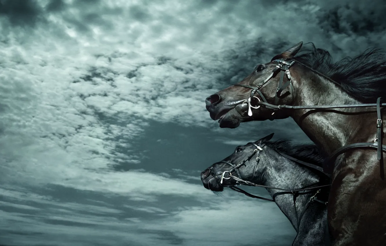 Photo wallpaper horse, horses, jump