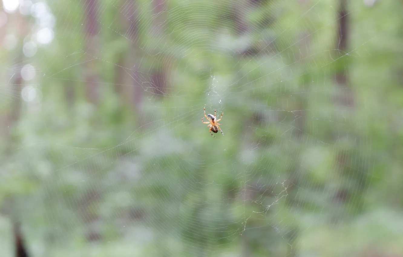 Photo wallpaper forest, green, web, spider