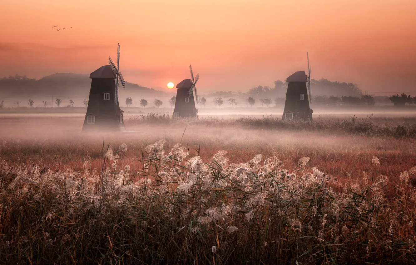 Photo wallpaper field, the sky, grass, the sun, landscape, nature, fog, dawn