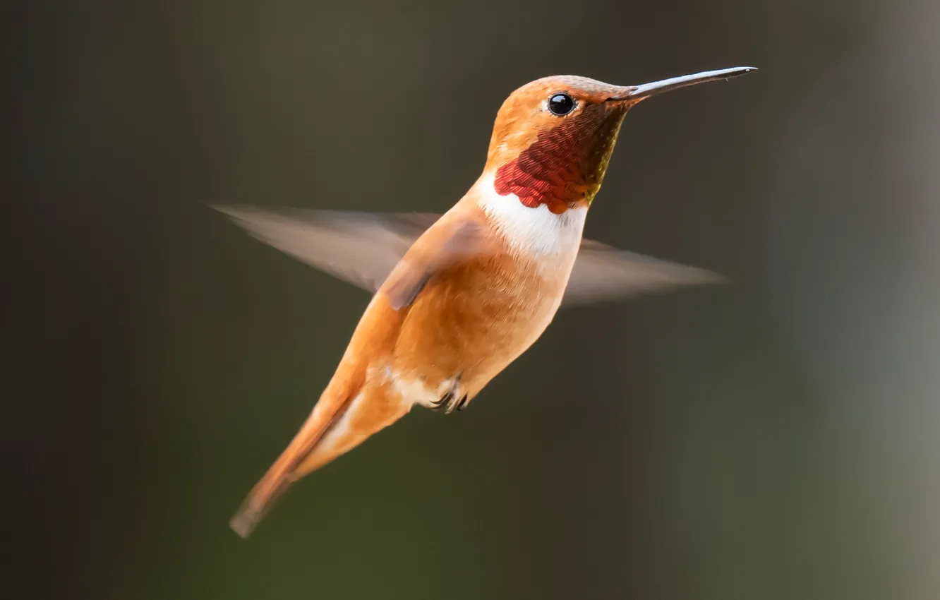 Photo wallpaper Hummingbird, bird, beak