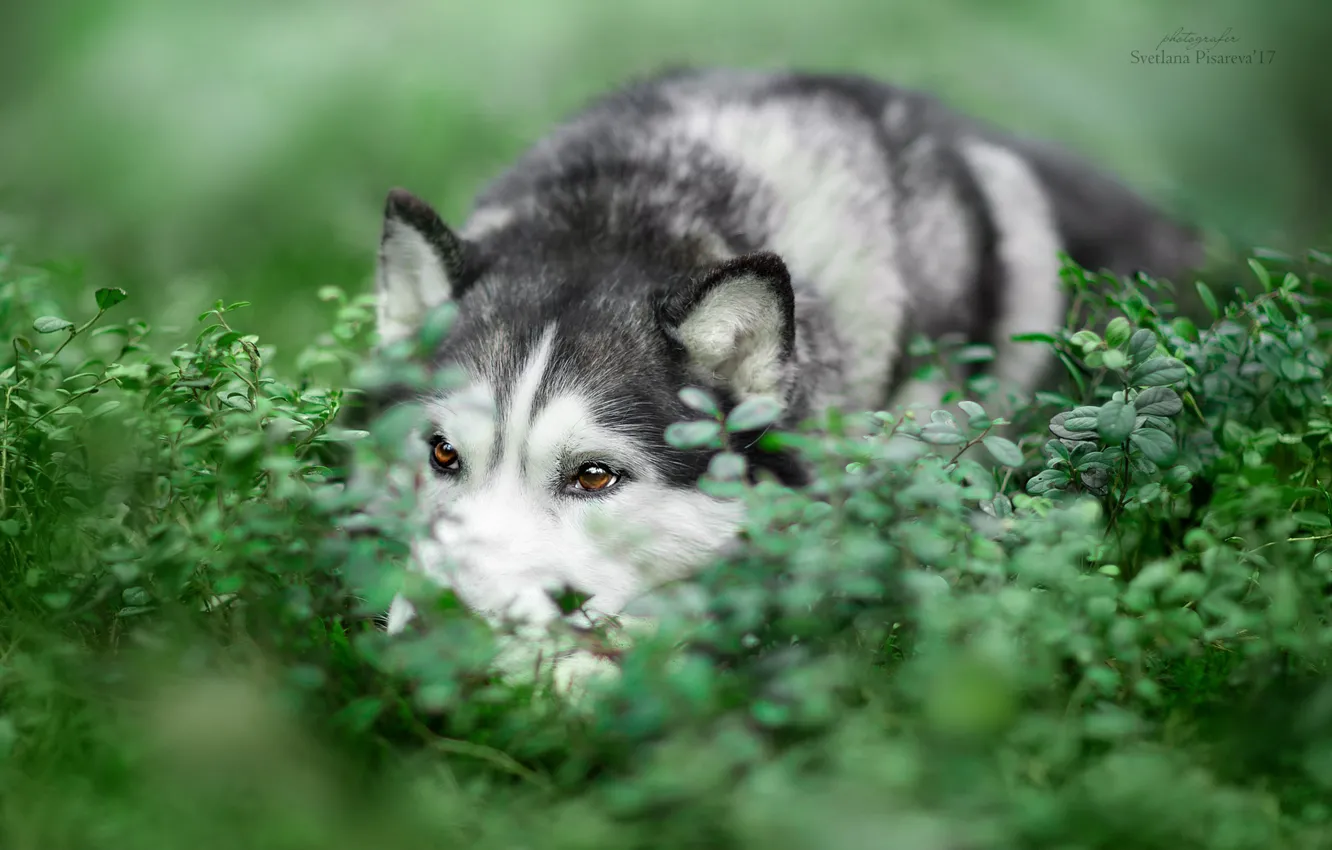 Photo wallpaper grass, dog, Siberian husky