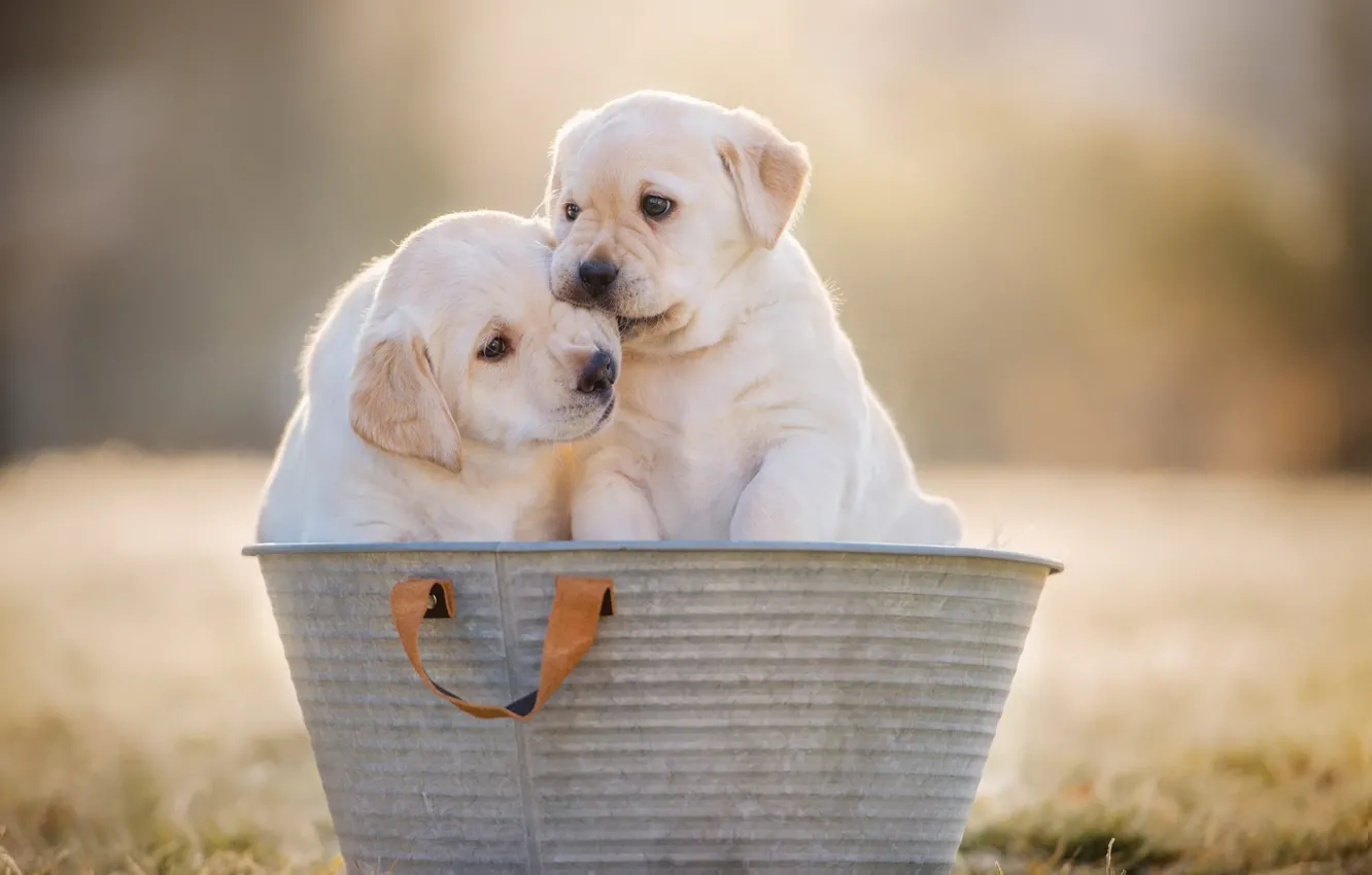 Photo wallpaper dogs, background, dog, puppies, pair, puppy, white, kids