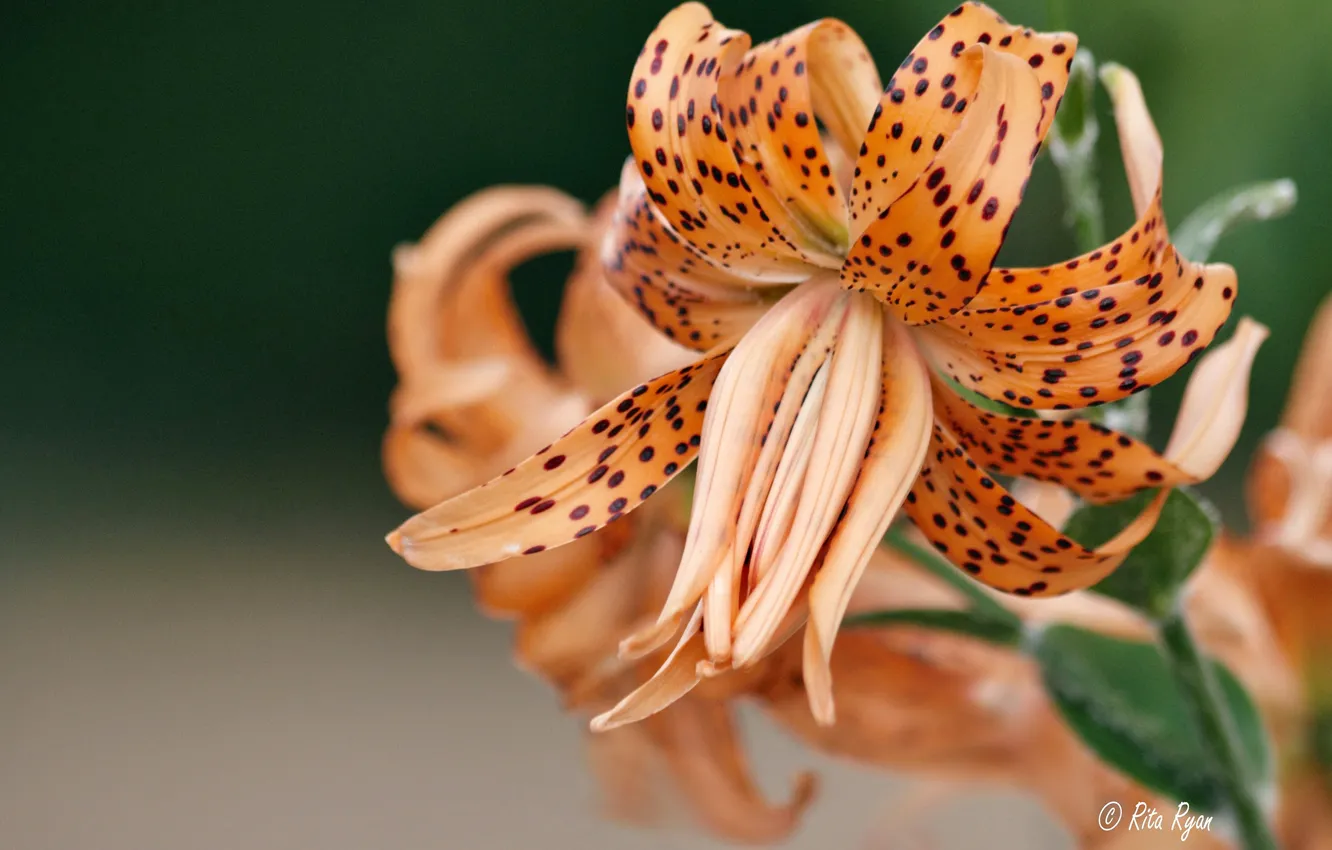 Photo wallpaper macro, Lily, petals, Tiger Lily