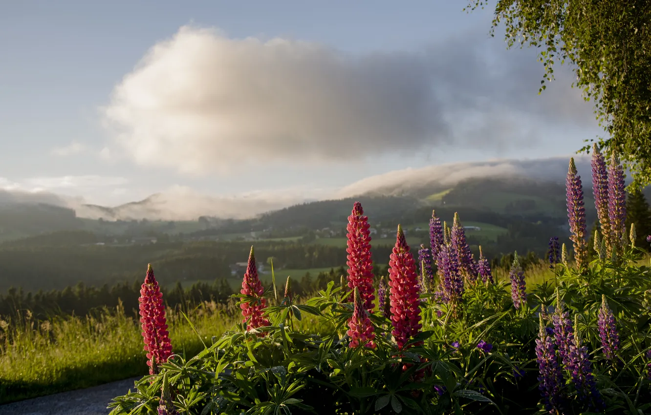 Photo wallpaper summer, clouds, flowers, mountains, hills, lupins