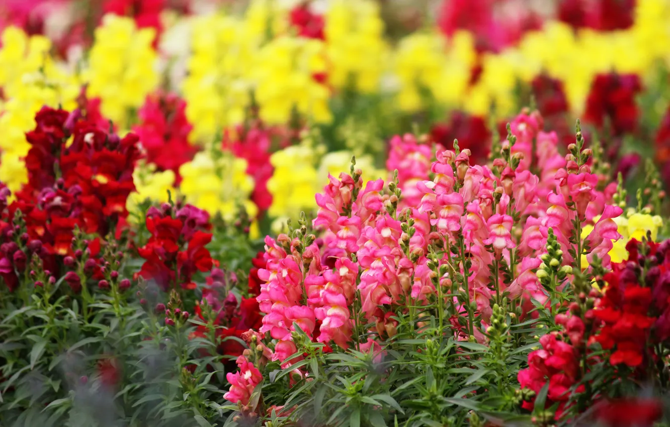 Photo wallpaper flowers, yellow, glade, bright, garden, pink, flowerbed, snapdragons