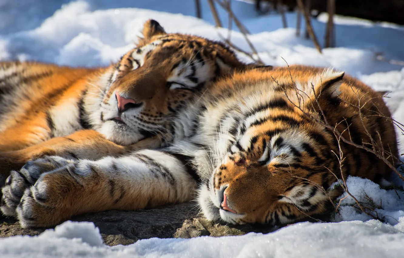 Photo wallpaper snow, tiger, stay, sleep, pair, wild cat, the Amur tiger, two tigers