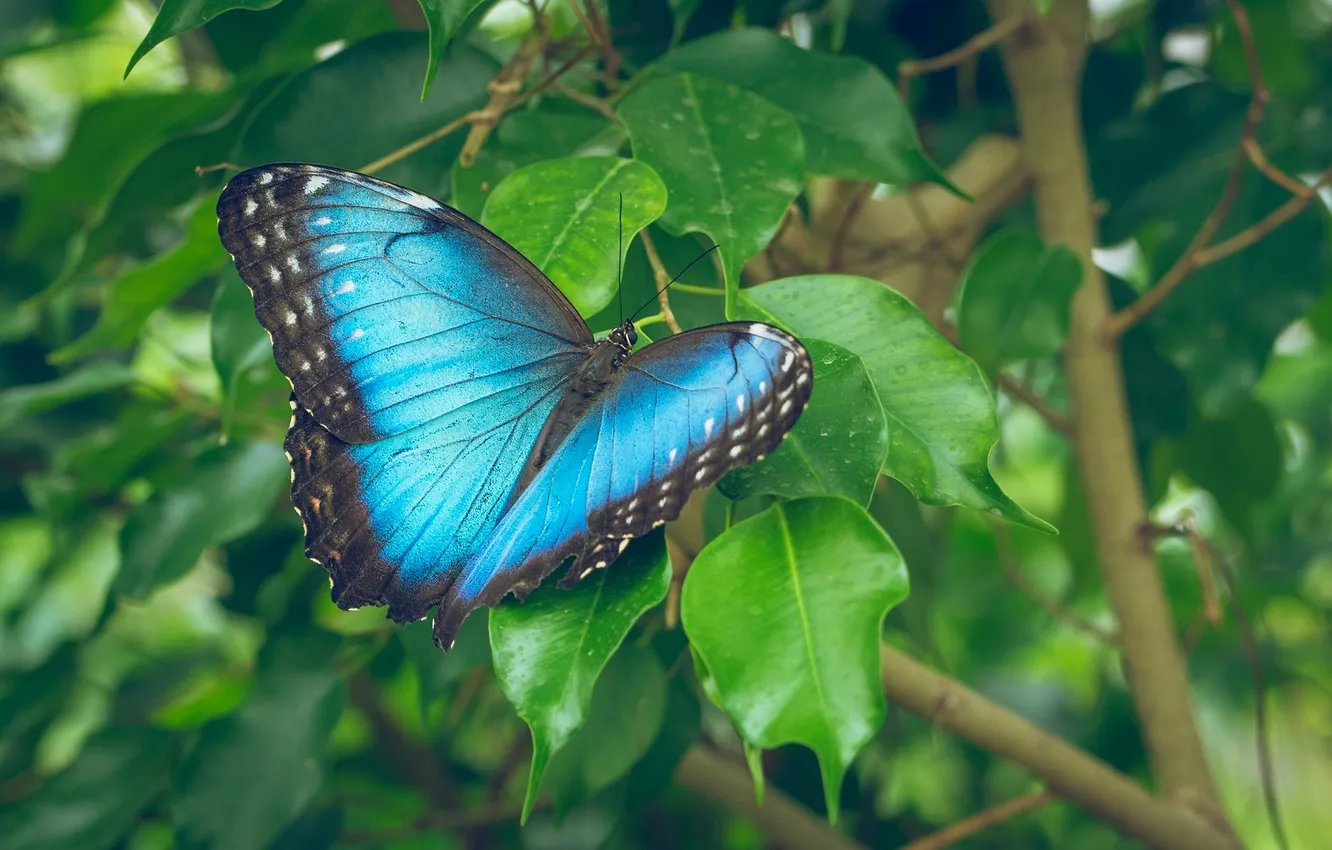 Photo wallpaper the wings of a butterfly, butterfly, nature, insect, green leaves
