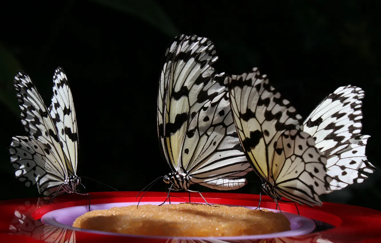 Photo wallpaper butterfly, background, black, three