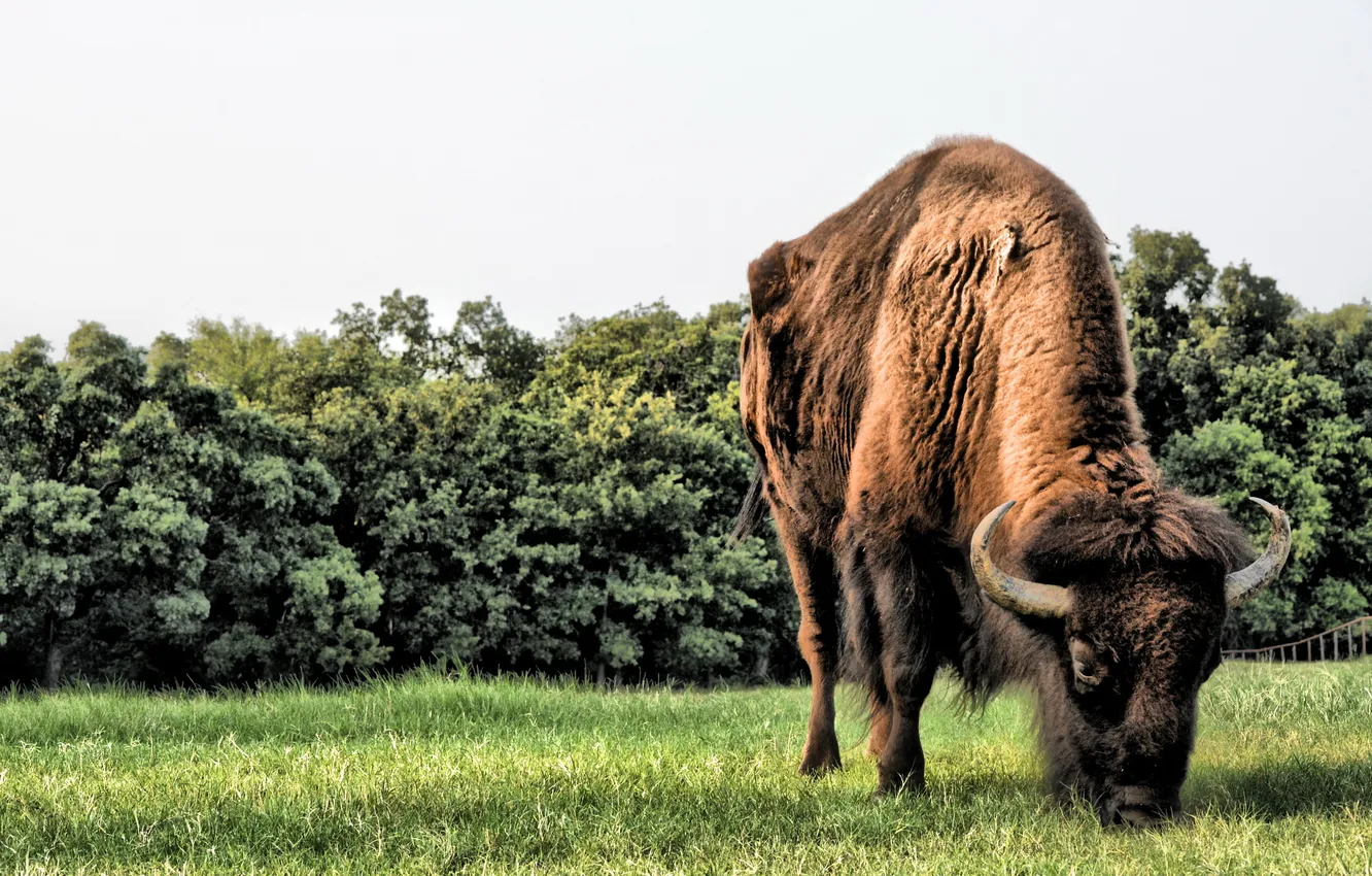 Photo wallpaper grass, horns, field, animals, big, brown, wild, buffalo