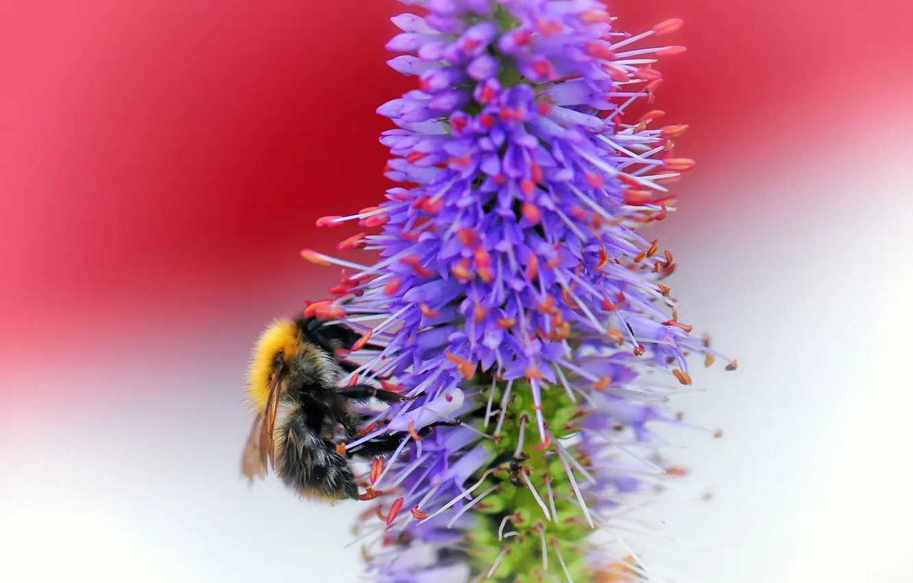 Photo wallpaper flower, bee, plant, insect