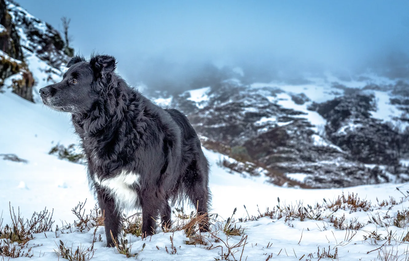 Photo wallpaper winter, mountains, each, dog