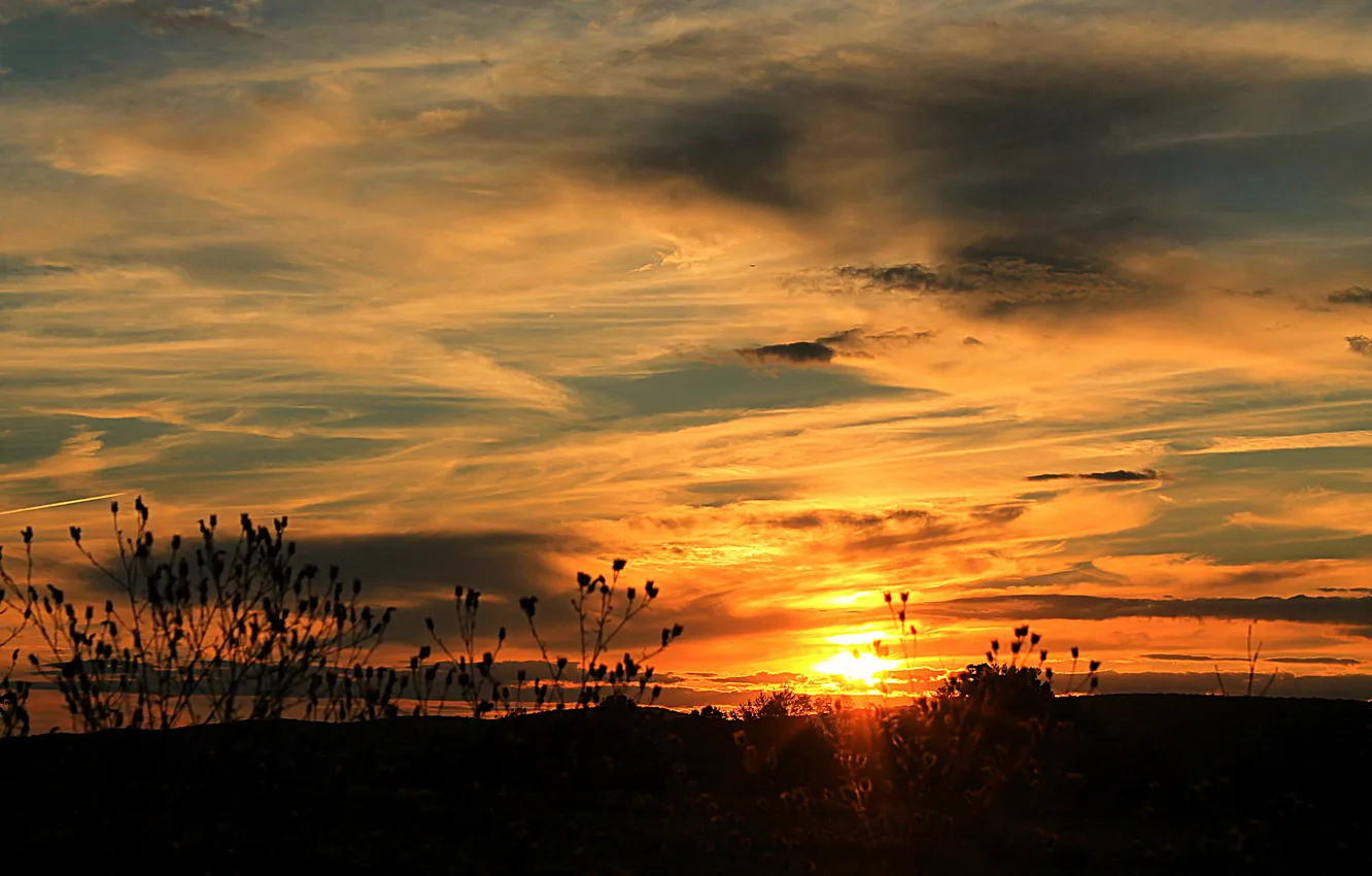 Photo wallpaper the sun, clouds, sunset, plant, silhouette