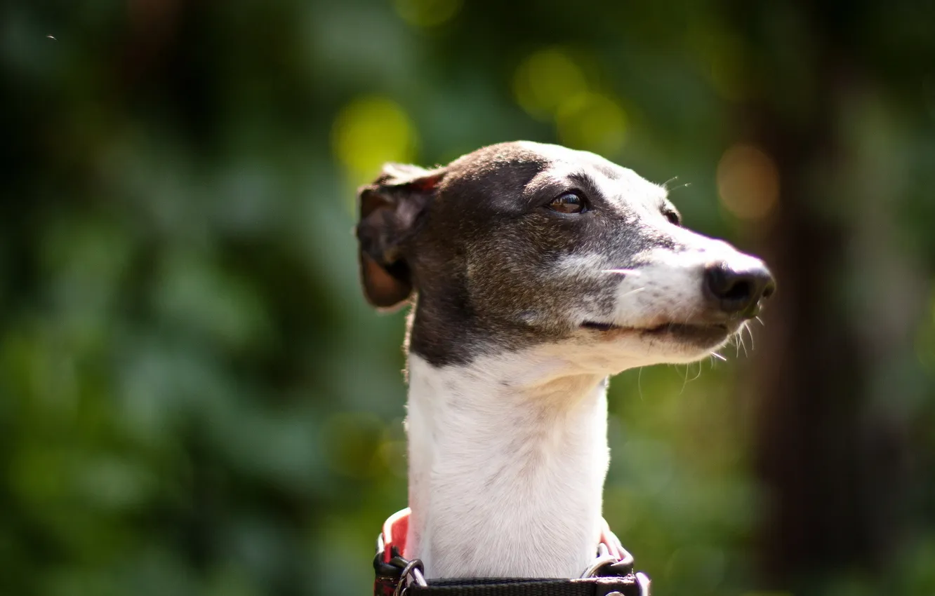 Photo wallpaper look, each, dog