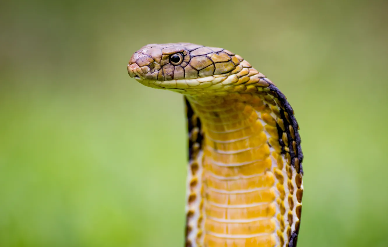 Photo wallpaper viper, snake, cobra, reptile, cobra snake