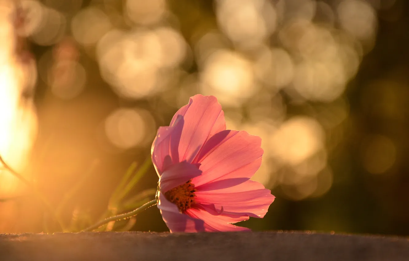 Photo wallpaper flowers, petals, bokeh