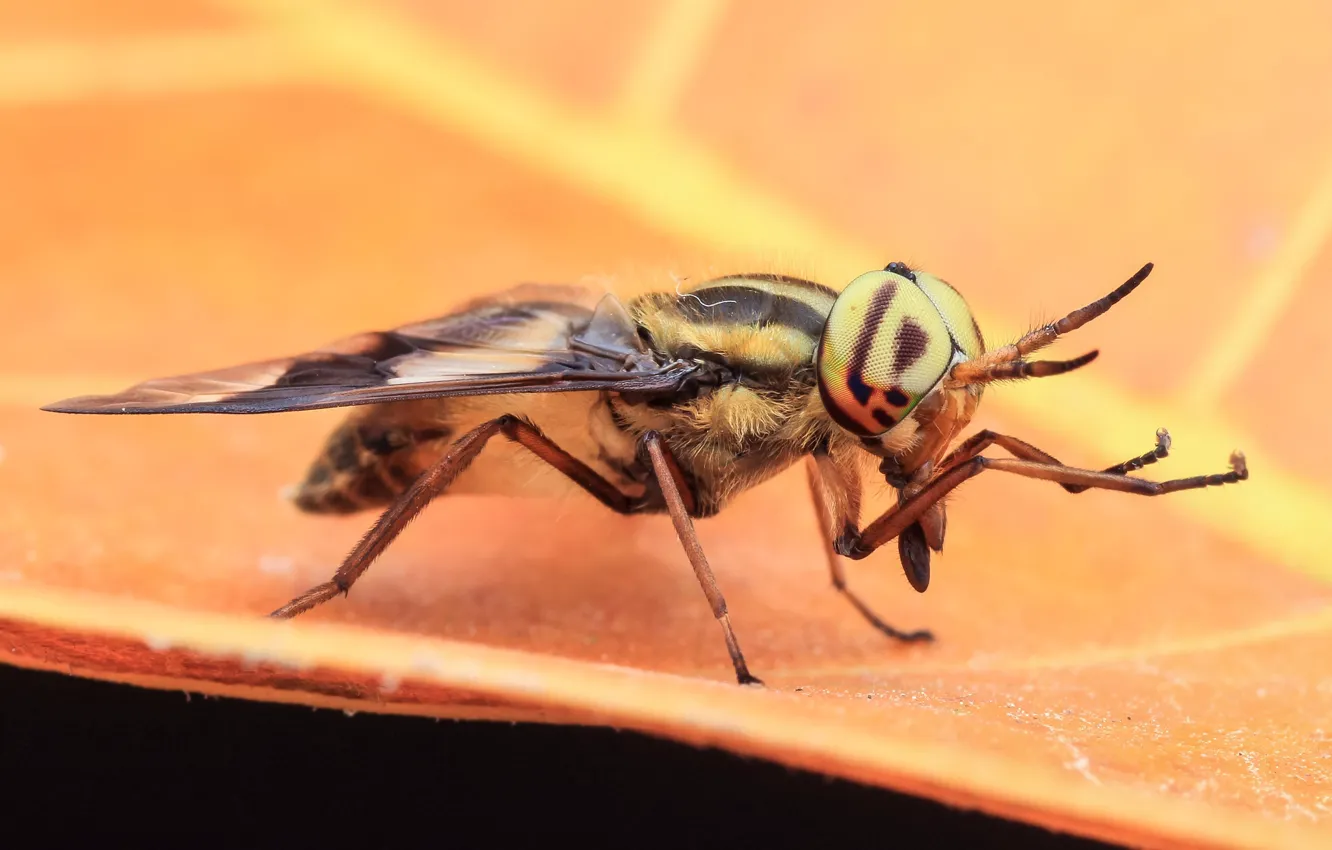 Photo wallpaper macro, fly, background, insect