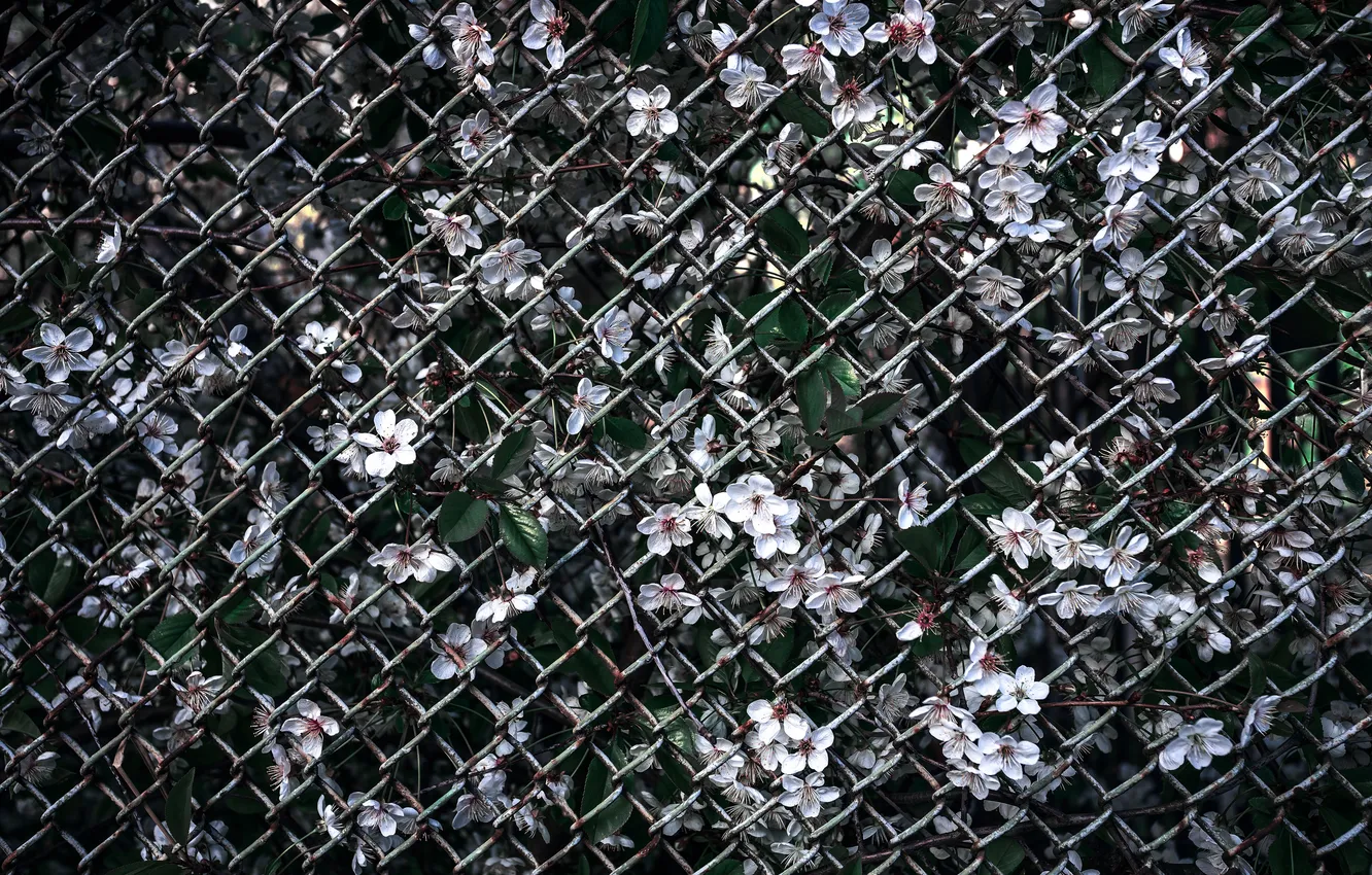Photo wallpaper colors, flowers, grate