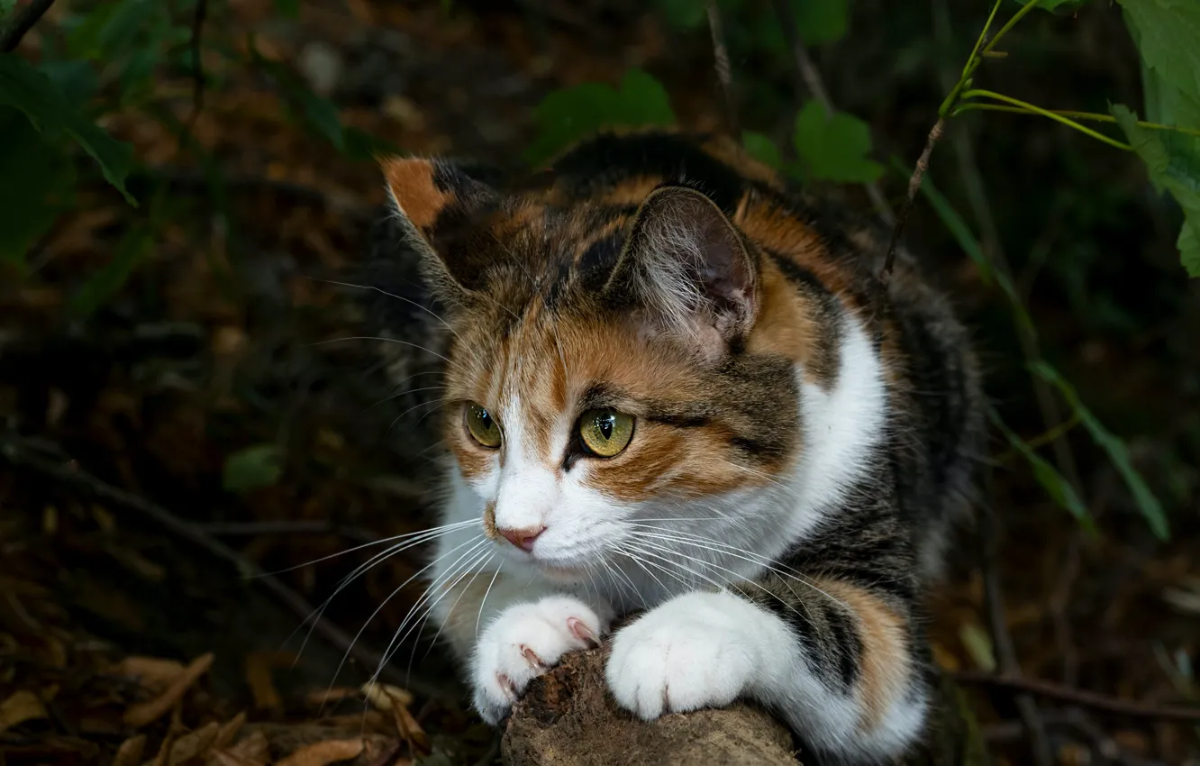 Photo wallpaper cat, look, face, leaves, nature, pose, the dark background, lies