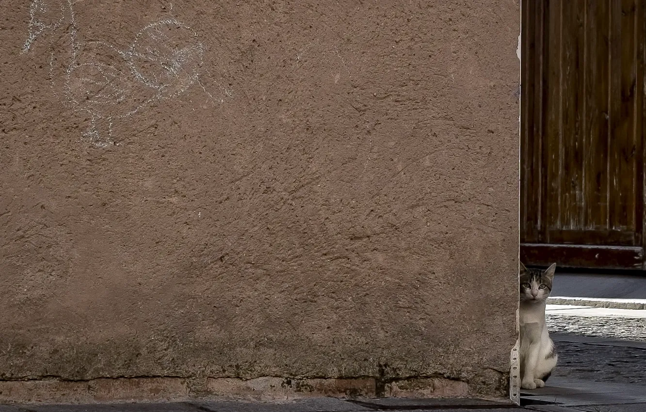 Photo wallpaper cat, look, street