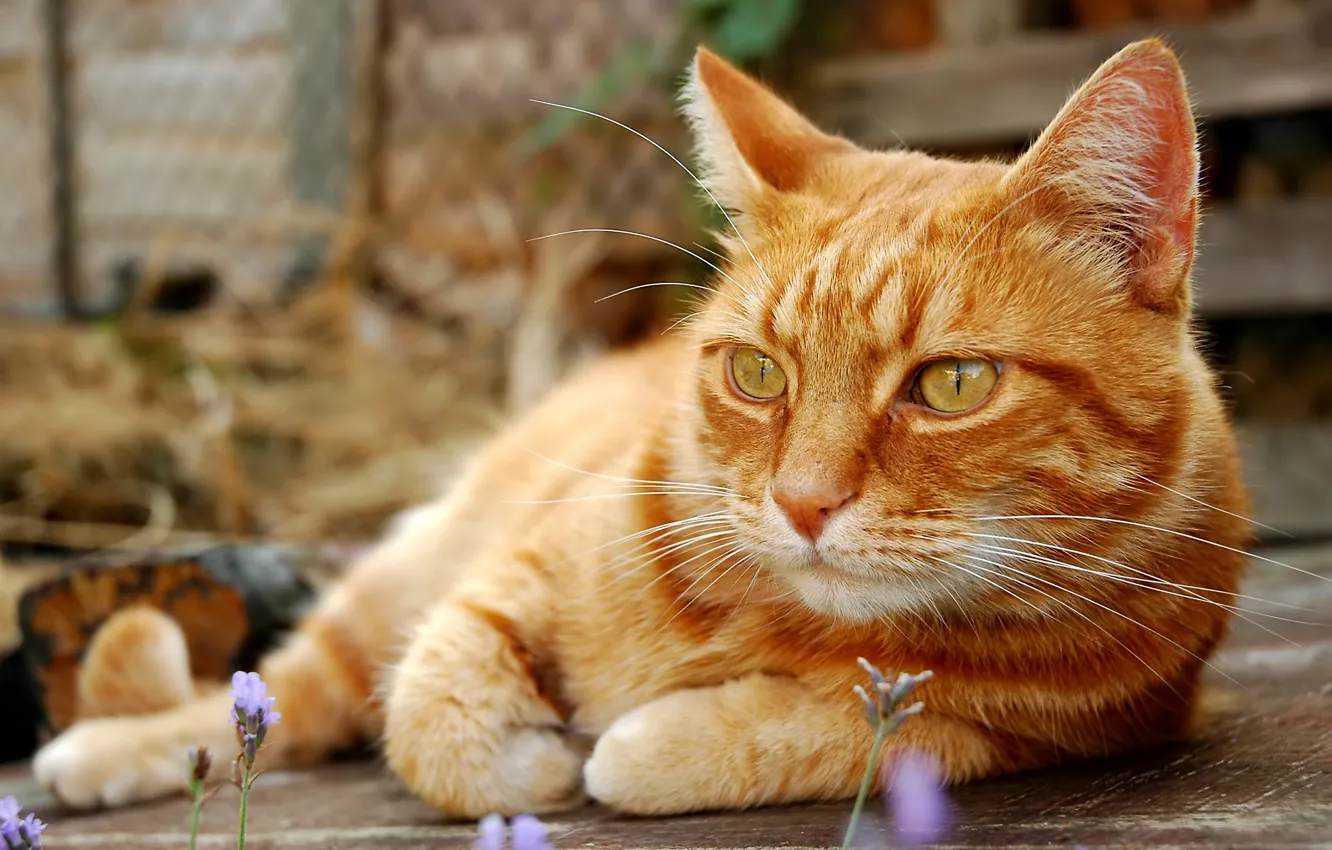 Photo wallpaper cat, mustache, nature, stay, paws, blur, tail, red