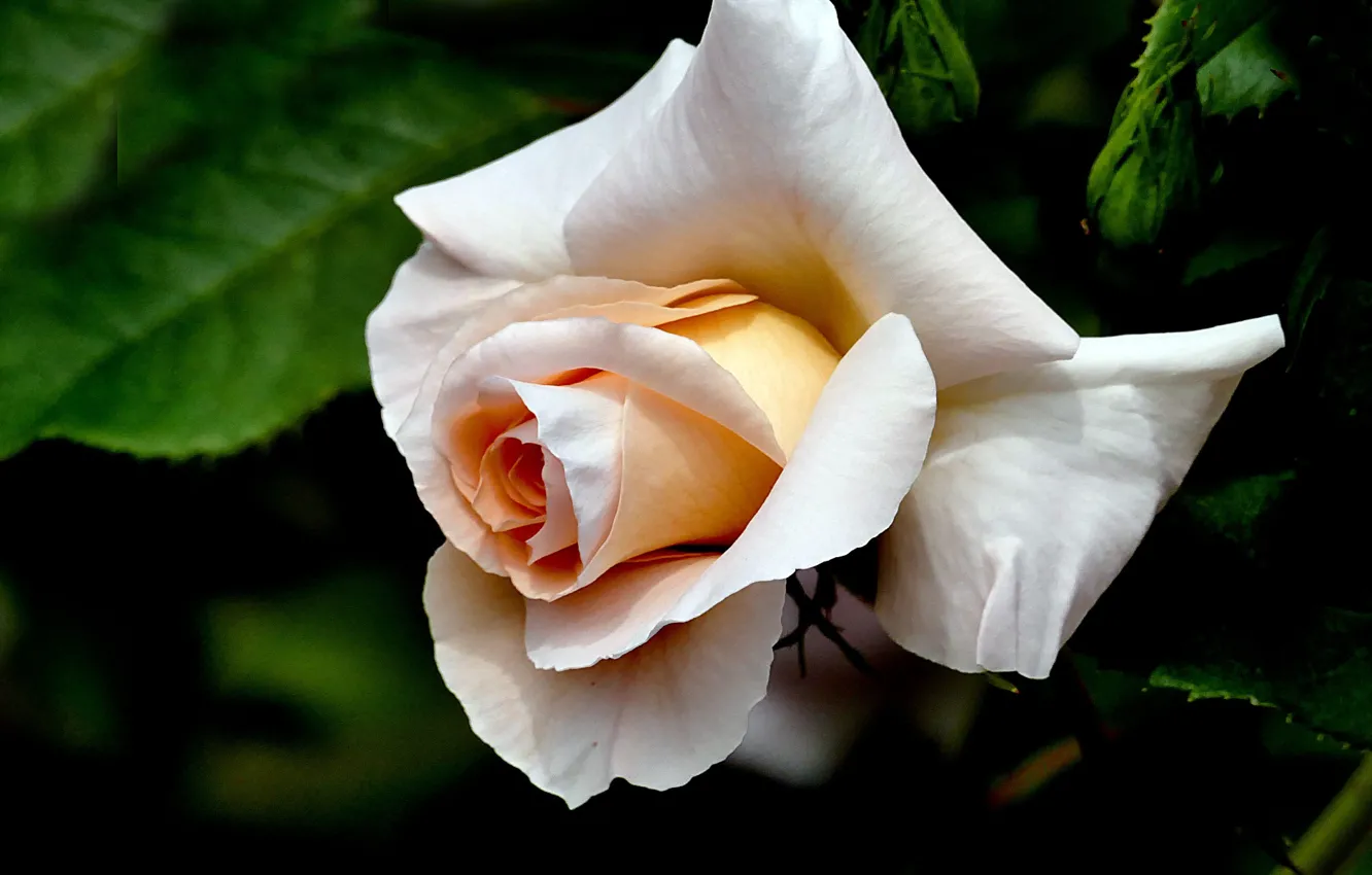 Photo wallpaper drops, cream rose, close-up