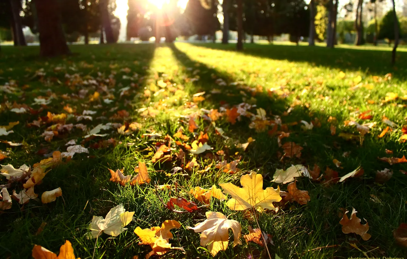 Photo wallpaper autumn, leaves, the sun