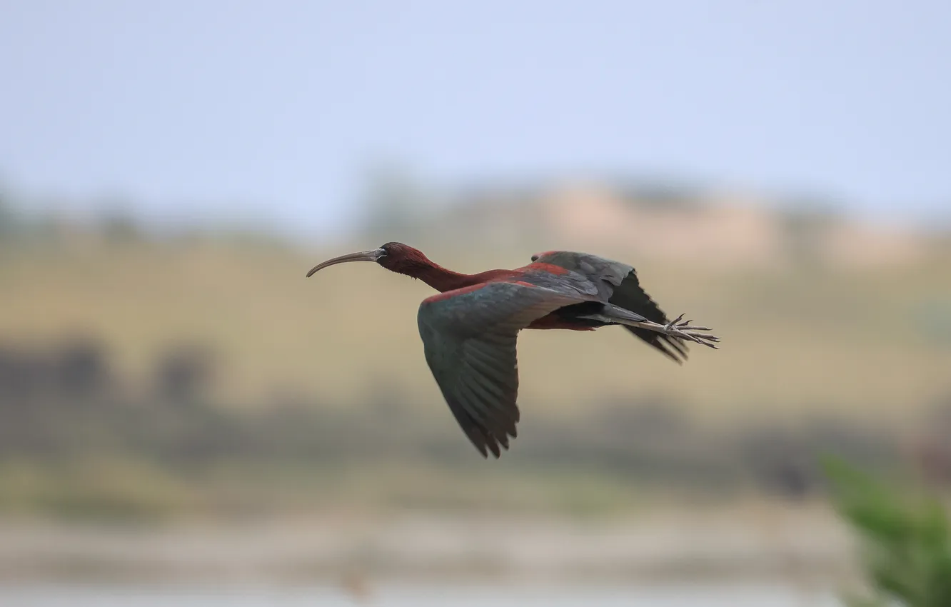 Photo wallpaper flight, bird, beak, bokeh, The glossy IBIS, wingspan, Magov Marat