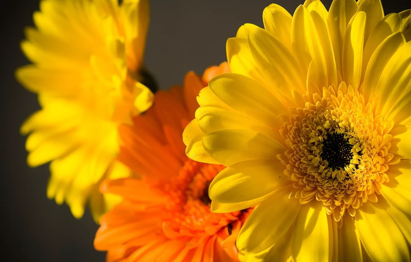 Photo wallpaper macro, yellow, petals