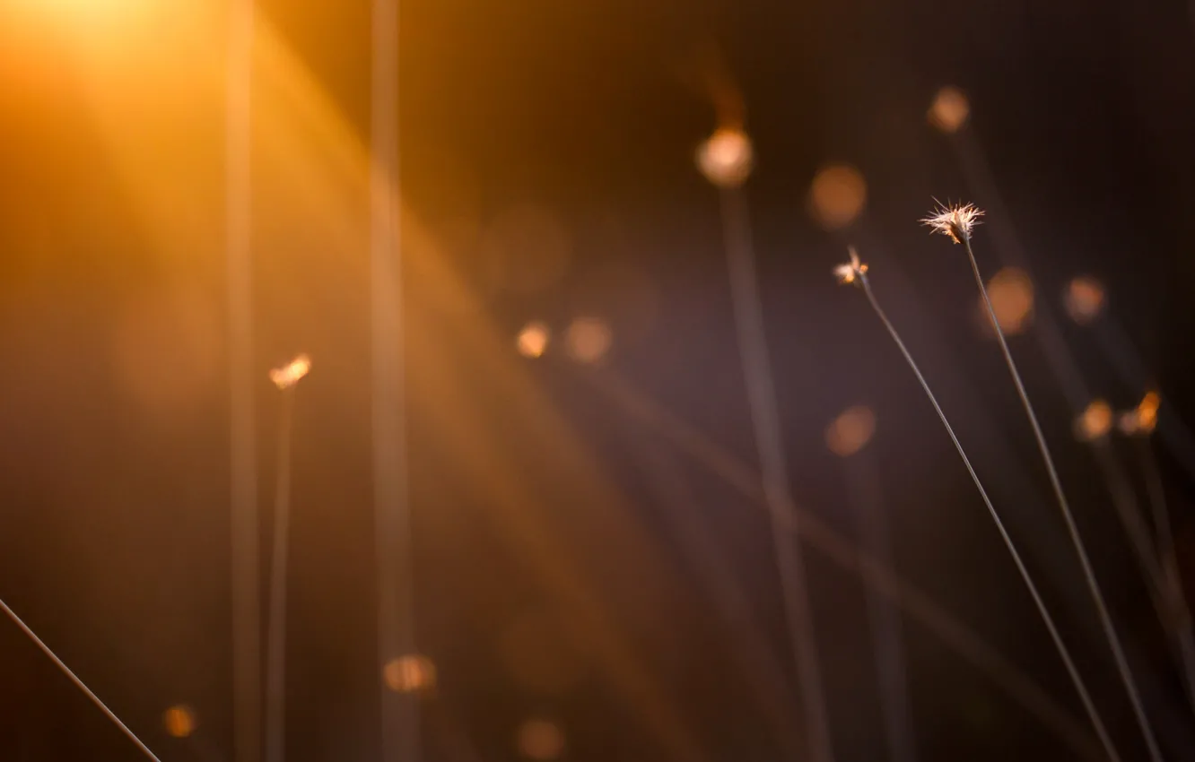 Photo wallpaper the sun, macro, rays, background, Wallpaper, plant, blur, morning