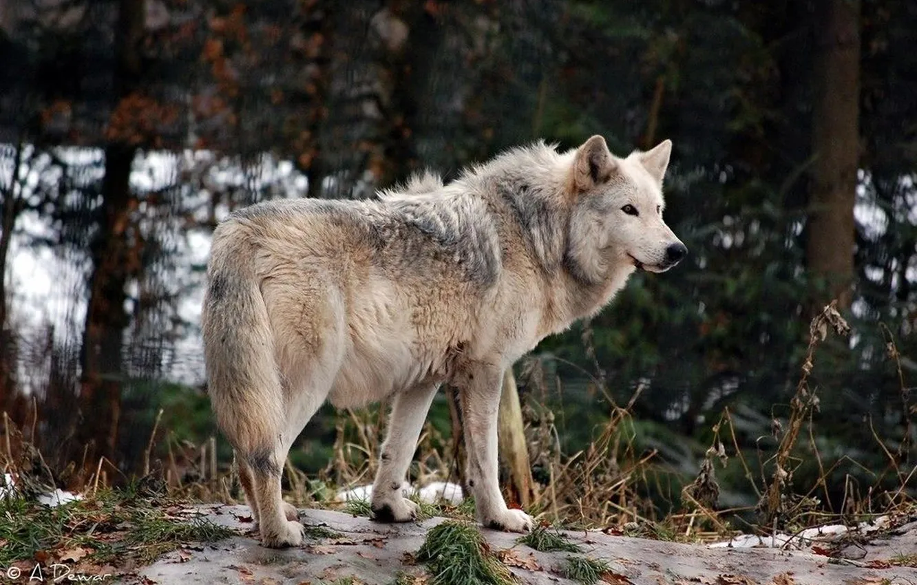 Photo wallpaper Predator, nature, snow, face, animal, wolf, canis lupus, wildlife