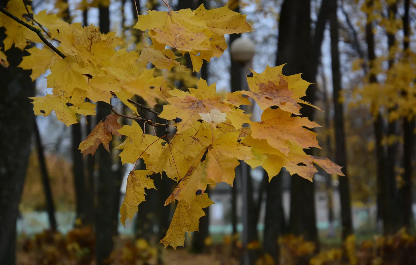 Photo wallpaper autumn, leaves, trees, nature, maple in autumn