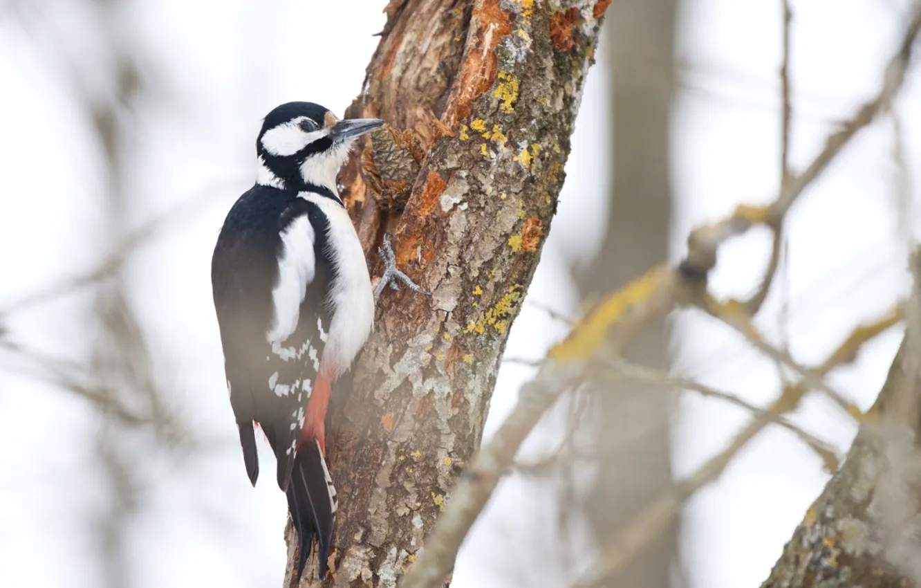 Photo wallpaper tree, bird, woodpecker