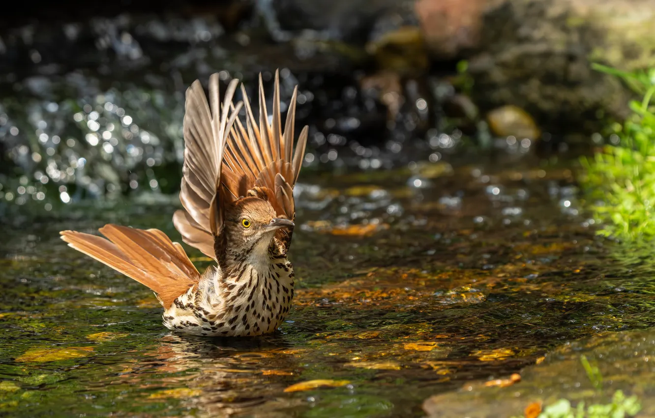 Photo wallpaper water, bird, bathing