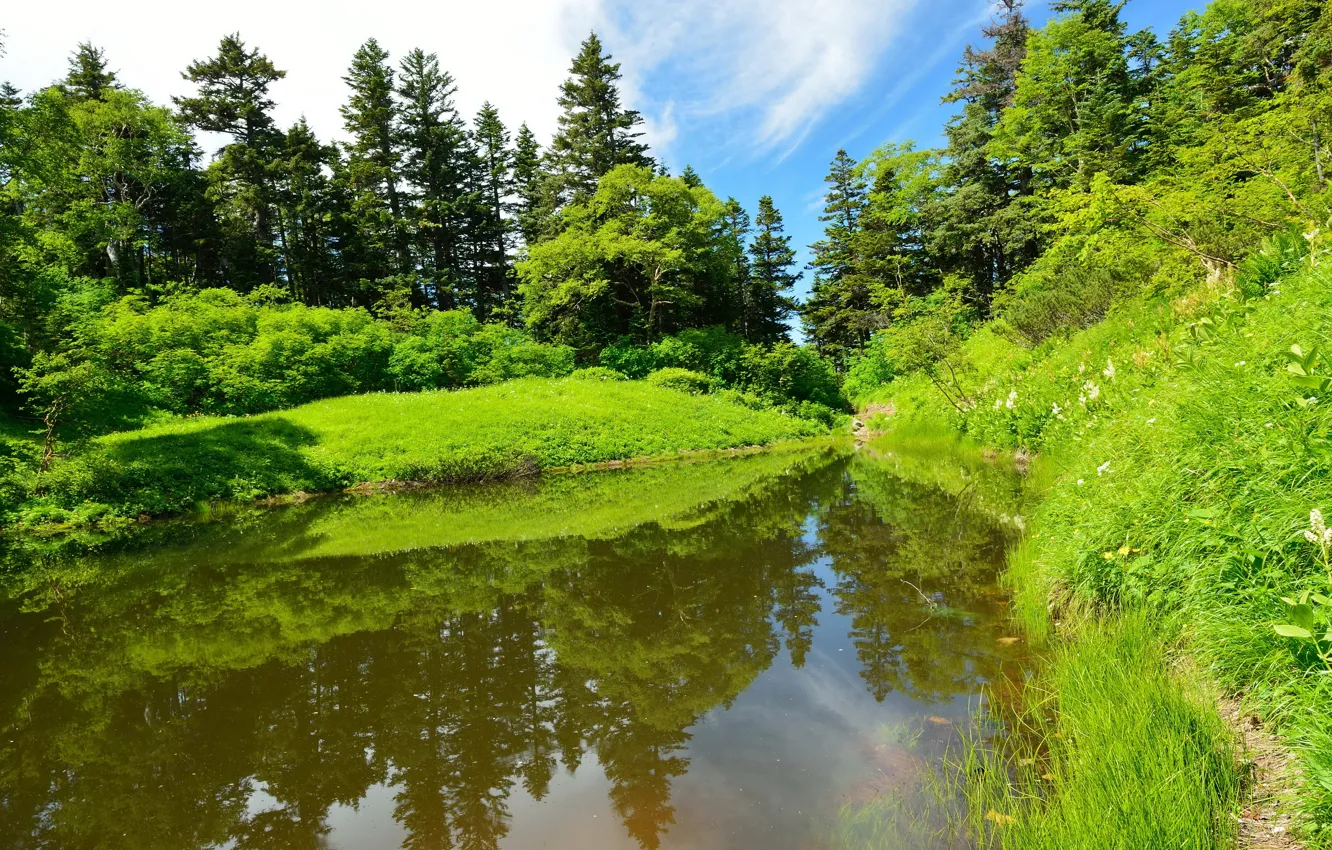 Photo wallpaper forest, summer, grass, nature, river, photo