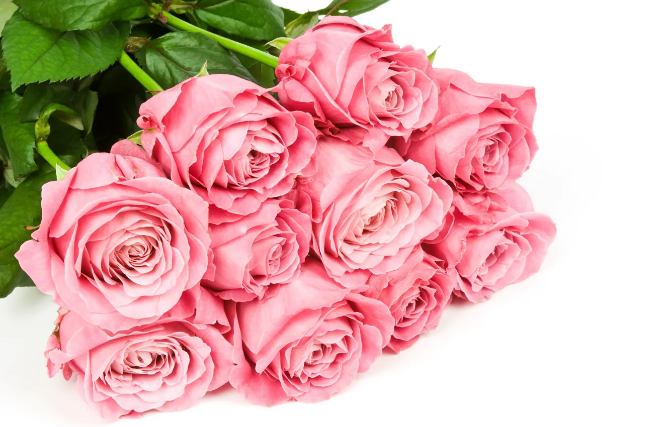 Photo wallpaper flowers, roses, bouquet, white background, pink