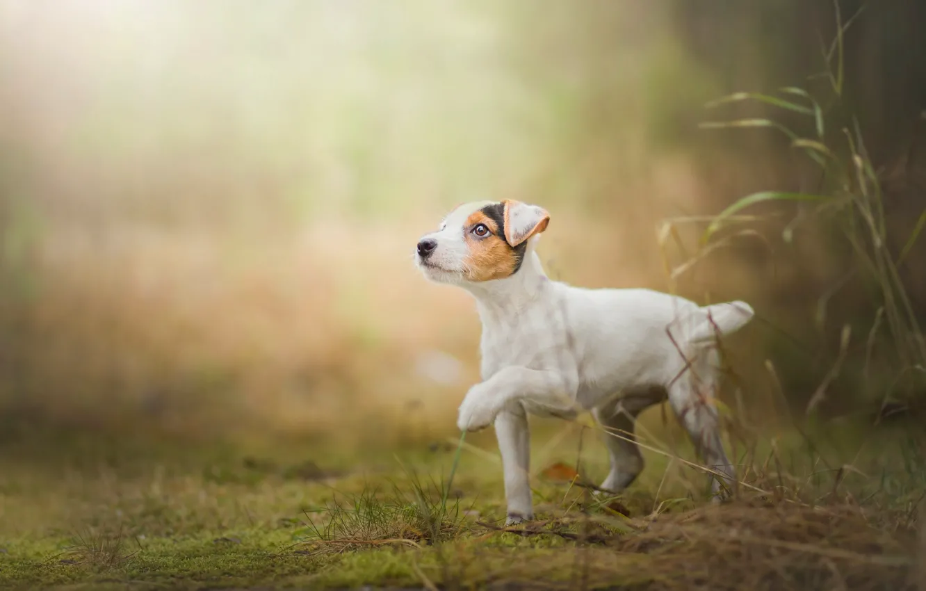 Photo wallpaper grass, dog, puppy