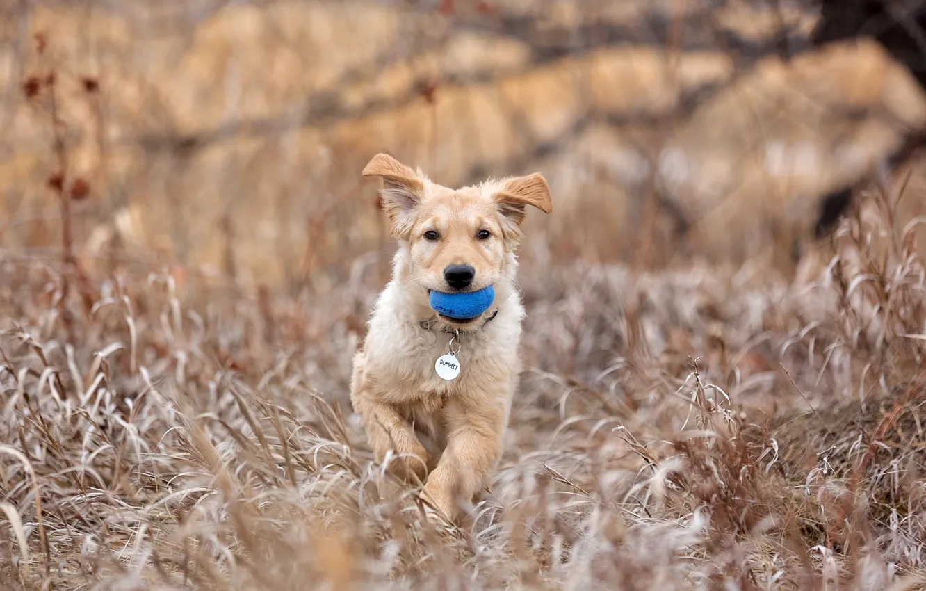 Photo wallpaper look, each, dog