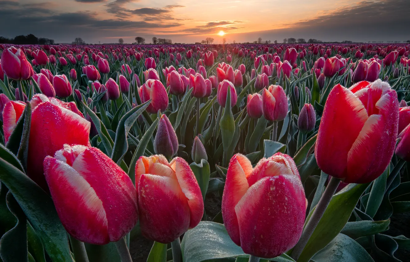 Photo wallpaper field, the sun, clouds, drops, sunset, flowers, red, Rosa
