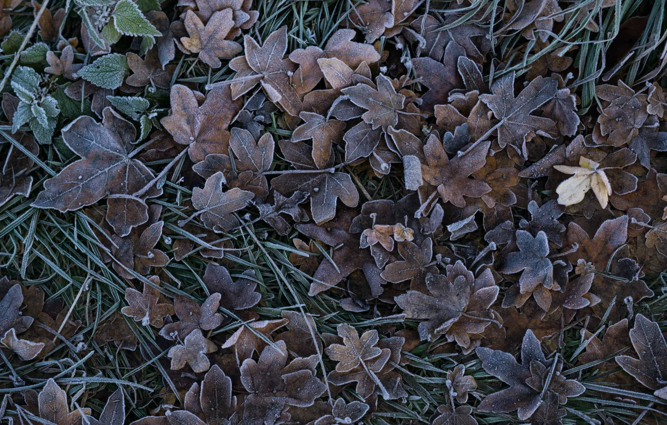 Photo wallpaper frost, grass, leaves, frost