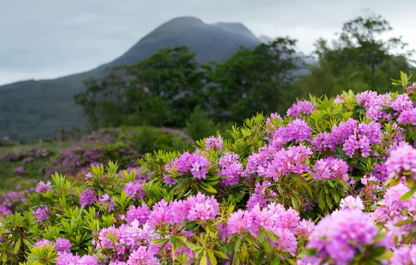 Photo wallpaper flowers, the bushes, rhododendrons