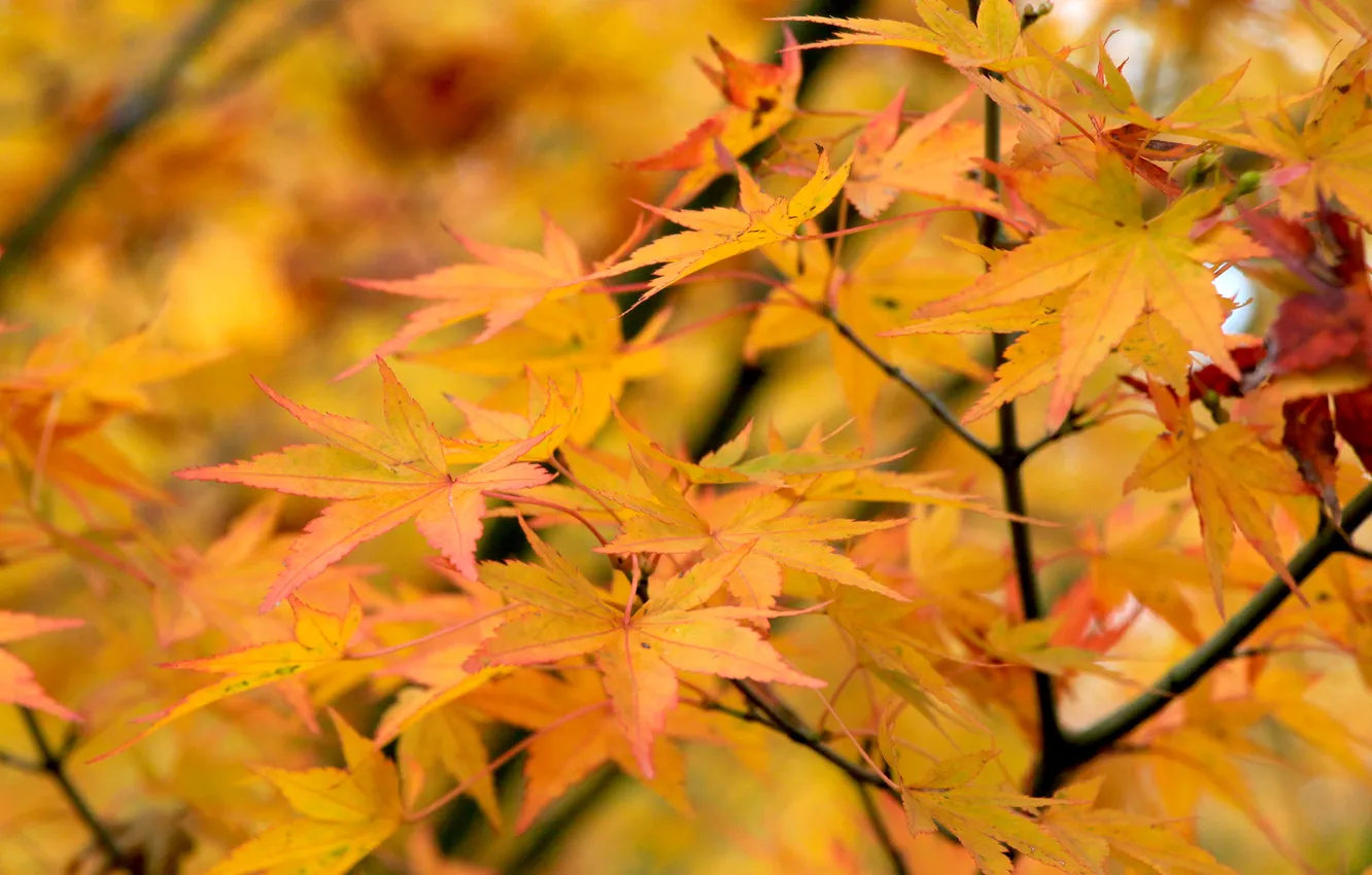 Photo wallpaper yellow, autumn, leafs, fall, twig