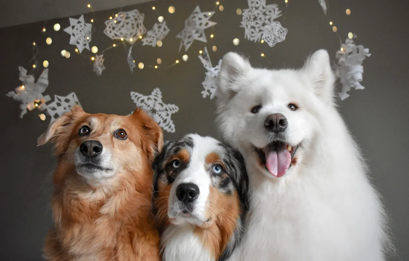 Photo wallpaper dog, look, pose, face, Samoyed