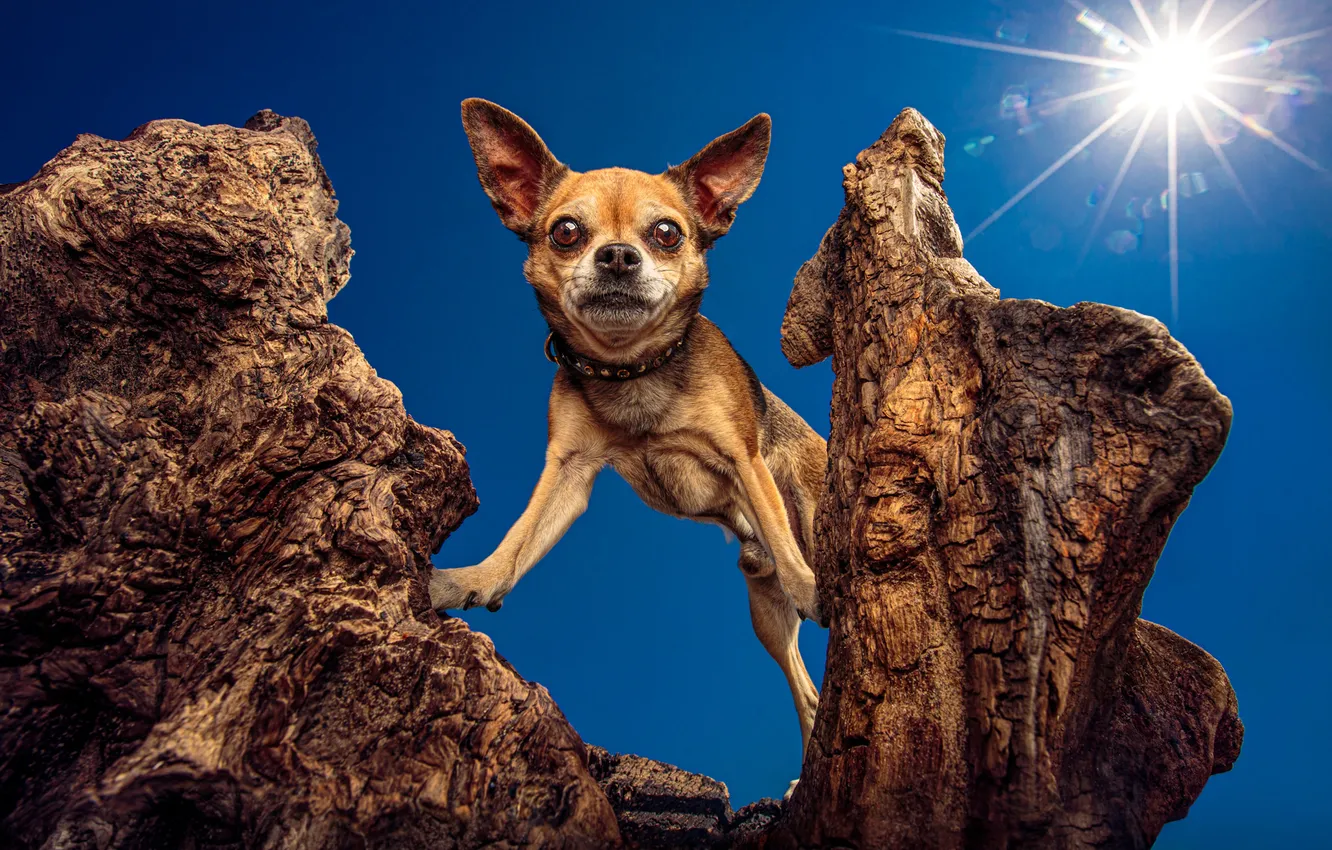 Photo wallpaper look, the sun, rays, light, trees, nature, pose, blue