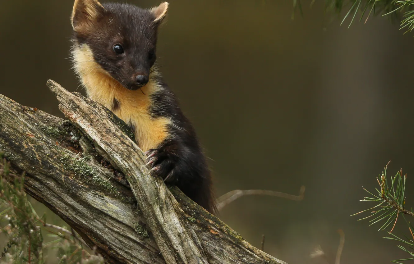 Photo wallpaper tree, animal, cub, needles, animal, marten