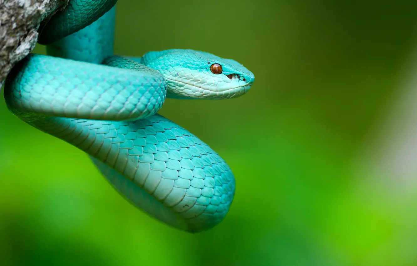 Photo wallpaper nature, snake, Costa Rica
