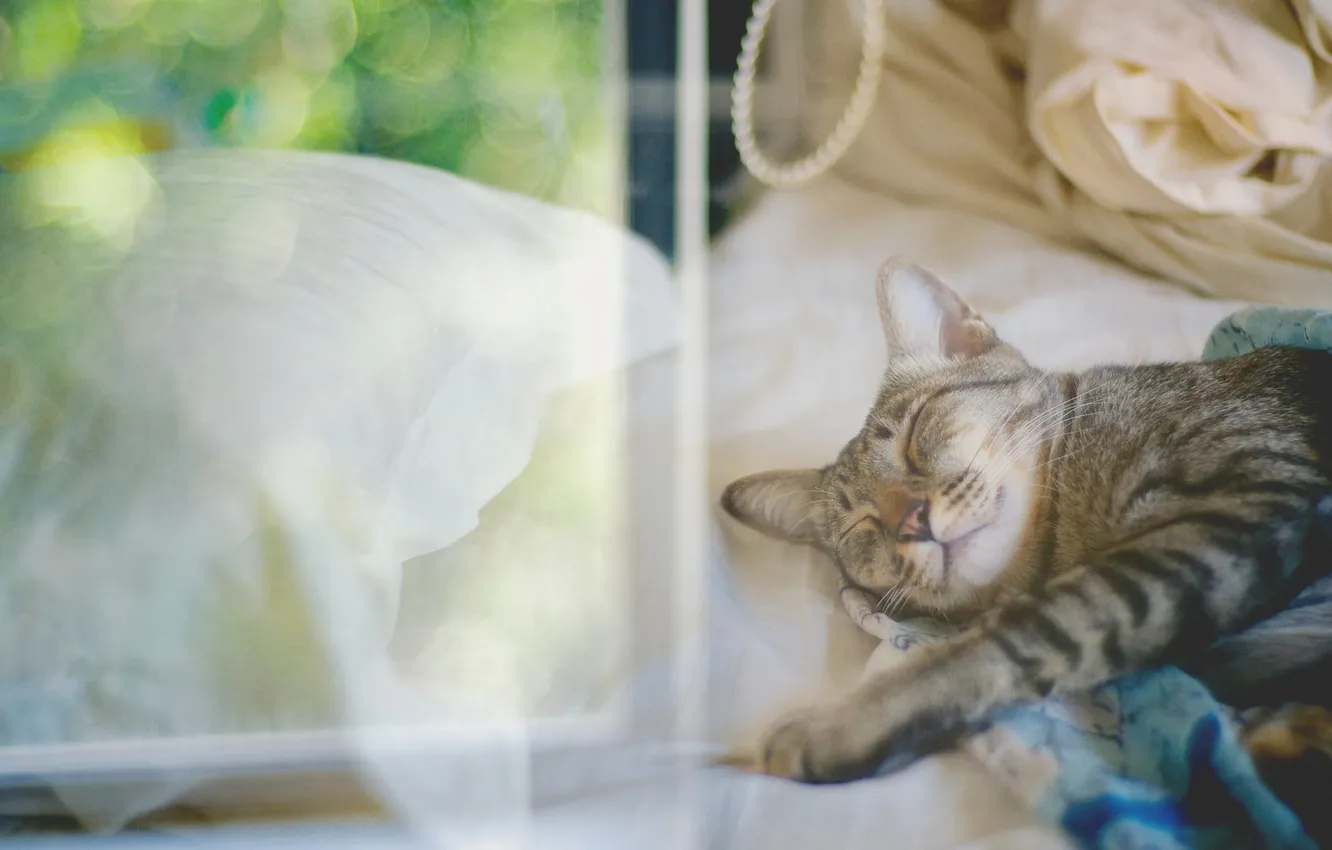Photo wallpaper Cat, sleeping, resting, cat