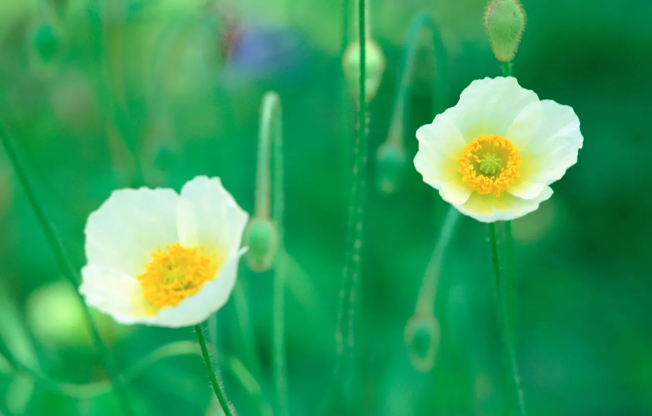 Photo wallpaper greens, macro, flowers, nature, ease, plant, Maki, spring