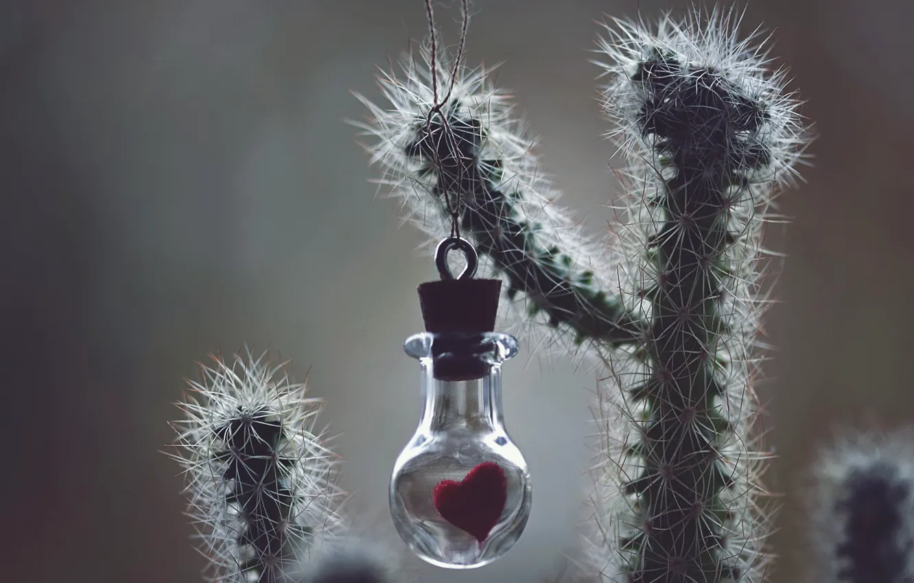 Photo wallpaper heart, cactus, Bank